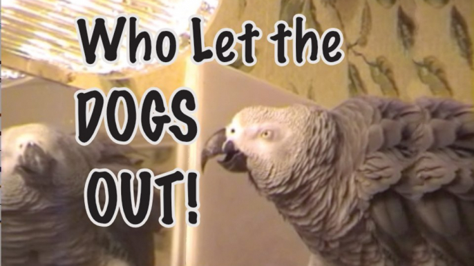 Einstein sings, "Who Let The Dogs Out"- Original Video