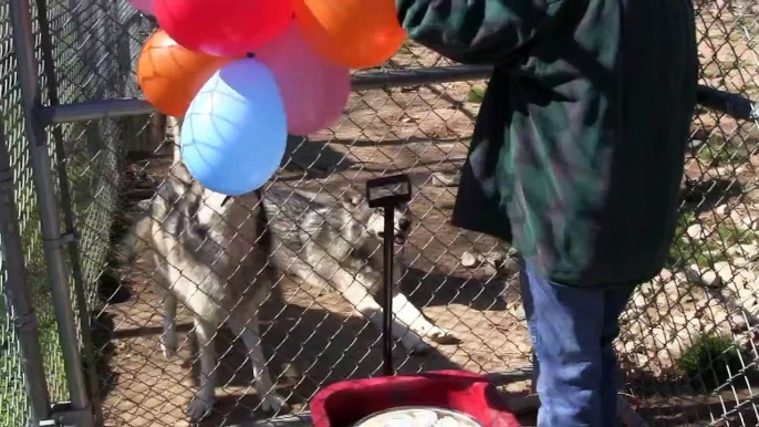 Wolf Birthday Party