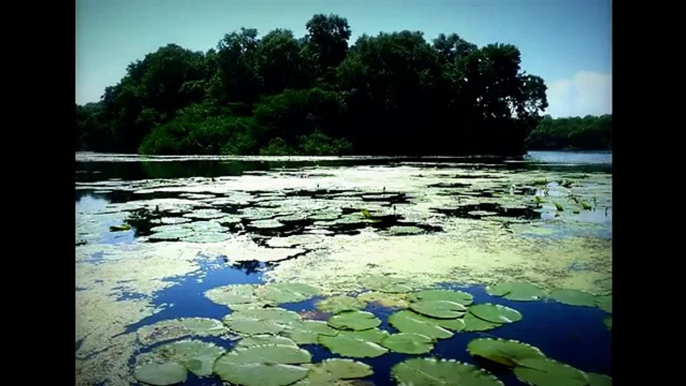 COLOMBIA - DISFRUTANDO DE LA BELLEZA DE LAS CIENAGAS