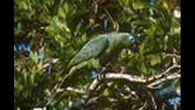 Amazona farinosa - Papagaio Moleiro