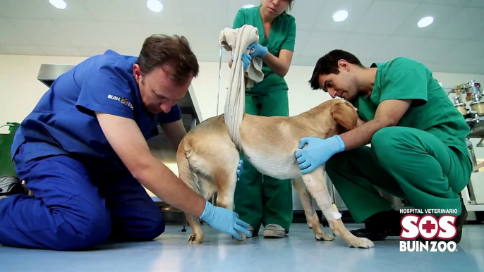 Hospital Veterinario SOS Buin Zoo