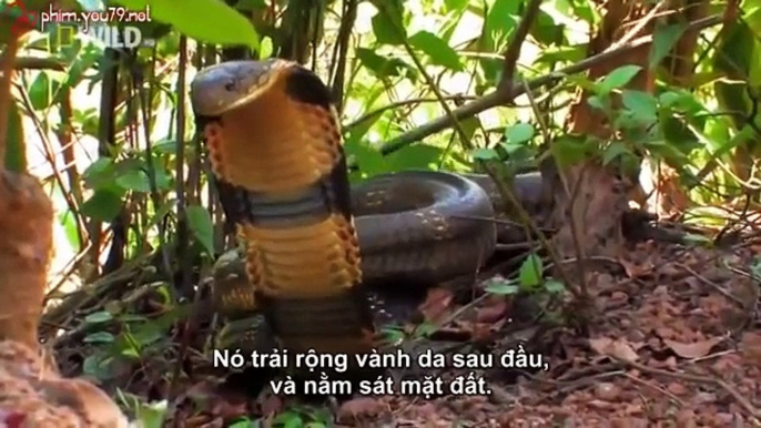 Vietsub Wildlife Secret King Cobra part 3
