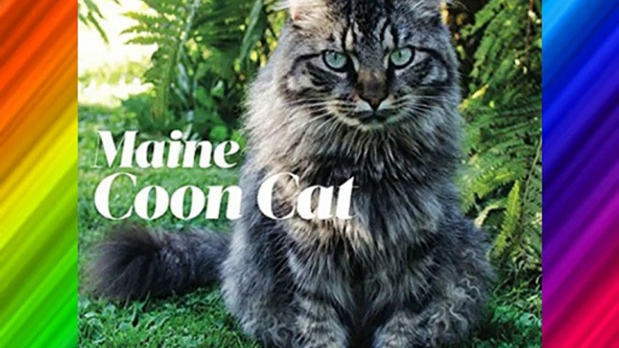 2016 Maine Coon Cat Down East Wall Calendar Free Download Book