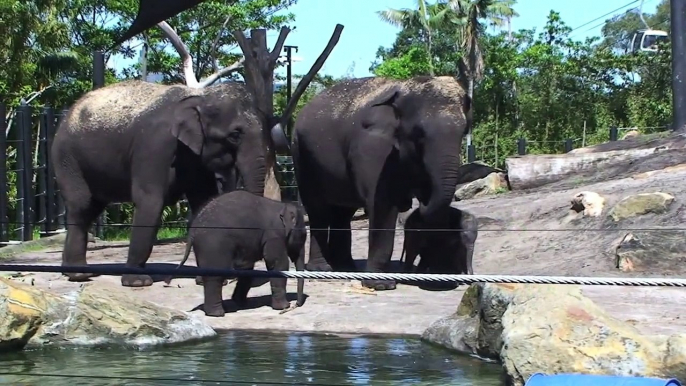 Female Elephant Calf One Week Old