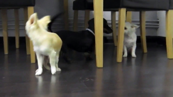 Chihuahua puppies Bella and Bailey start socialising with Miniature Dachshund pup Cassius