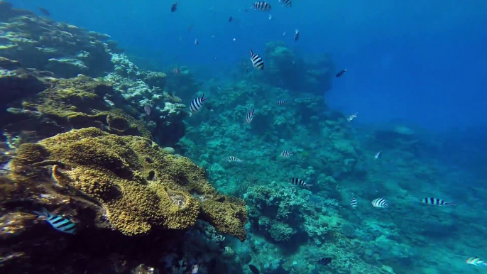 Great Barrier Reef Cairns