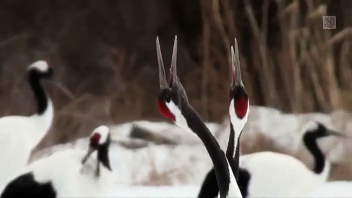 釧路地方のタンチョウ2011