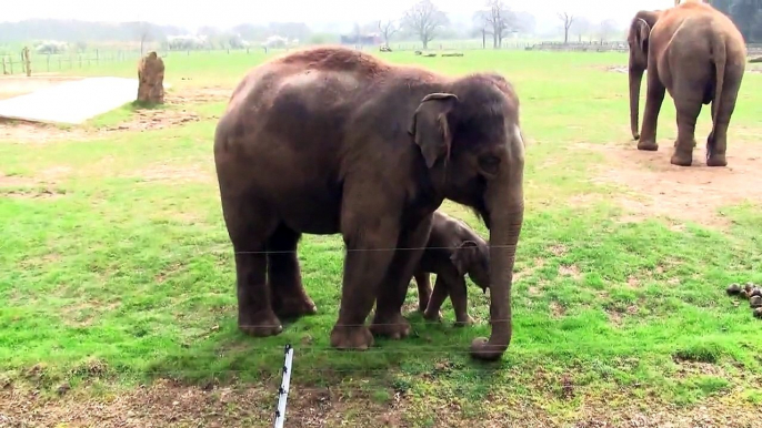 2 Week Old Asian Elephant Calf @ ZSL Whipsnade Zoo