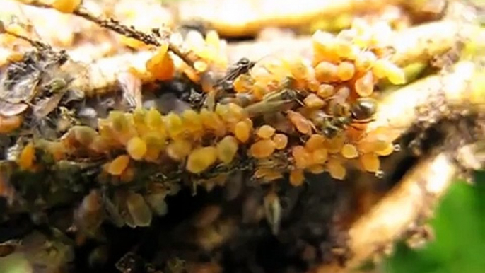 Ants farming aphid eggs?