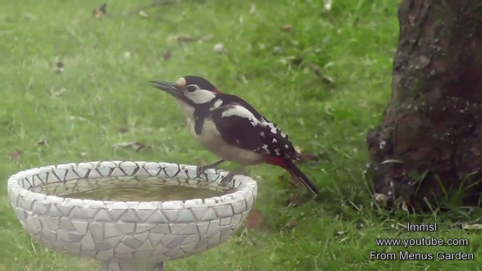 Nature Trees and Birds- Great Spotted Woodpecker & Juvenile And Encounter With Sparrow Hawk