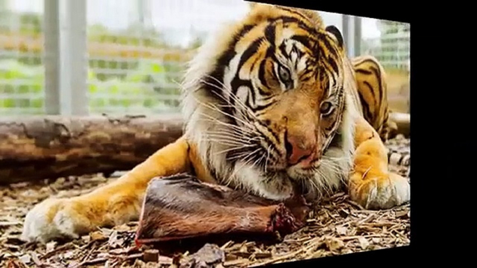 Woman killed by tiger at Hamilton zoo in New Zealand