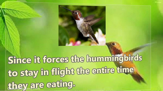 Tips For Finding The Best Hummingbird Feeders