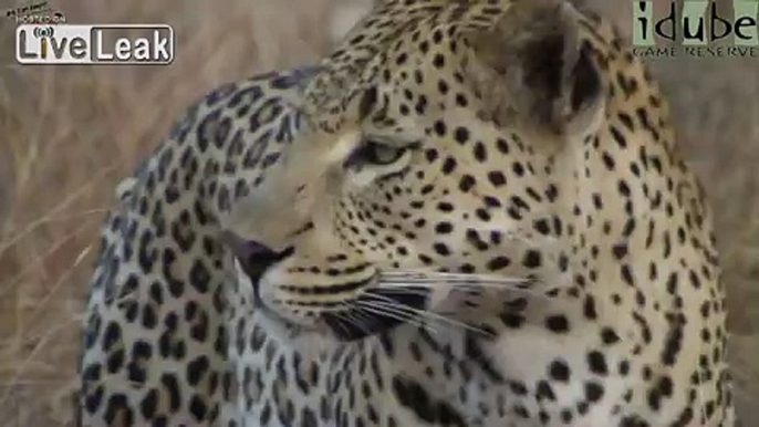 Leopard Vs Warthog: Incredible Battle for Survival!