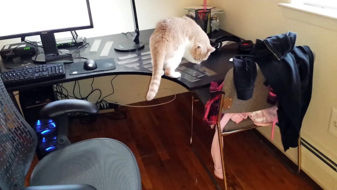 Desk is Booby Trapped with Tape to Discourage Cat