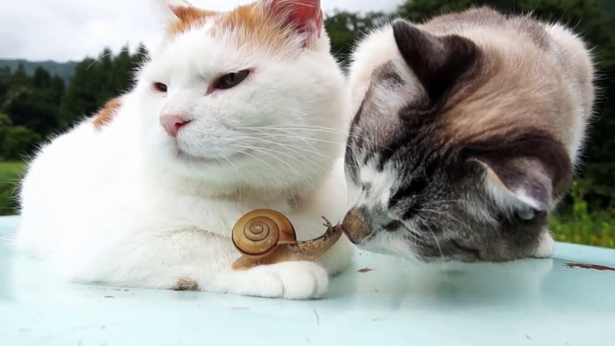 Pyrus Armeniaca | のせ猫 x かたつむりとクロ　Snail and cats