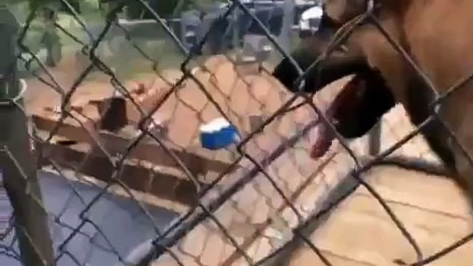 LiveLeak.com - Dog knocks out skateboarder by grabbing his board during trick