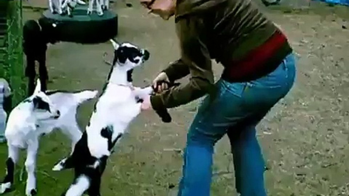 baby-goats-attack-woman-496_ Latest Funny Clips