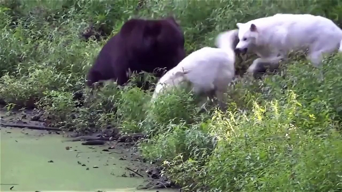 Big wild animals fighting to death - natures heavyweights face off - animals in war memorial