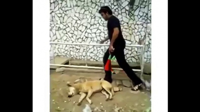 WhatsApp Funny Videos 2015 - Dog Voice Compilation - LOL - WhatsApp Funny Videos_2