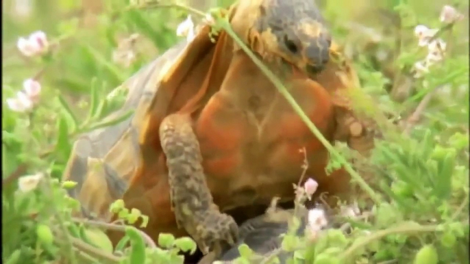 Tortoise & Turtle - Wildlife Documentary - Animal Planet - National Geographic Documentari