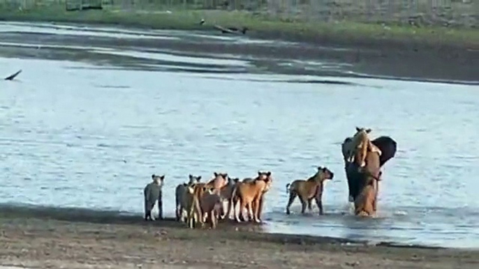 lions trying caught elephent