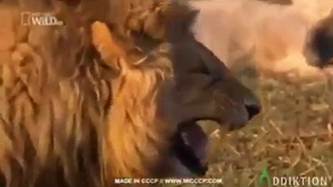 lion laughing