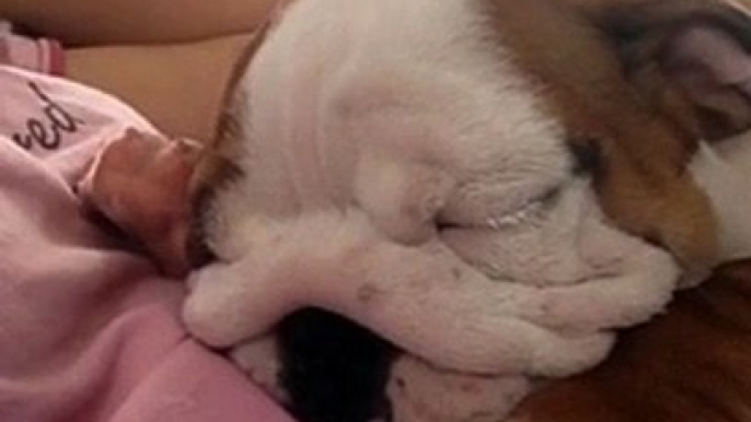 English Bulldog Puppy snores while sleeping - Adorable