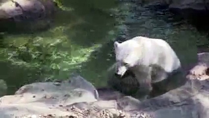 les ours polaires du zoo de Schönbrunn à Viennes, Lynn et Ranzo