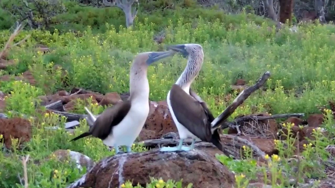 Blue-Footed Boobies Protect Their Eggs By Dirtying Them