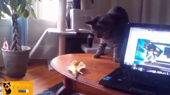 ► Chats drôles Compilation 2014 - 2015 - Chats Drôles vidéos