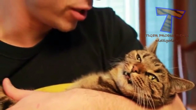 Cats just dont like petting and kisses - Funny and cute cat compilation