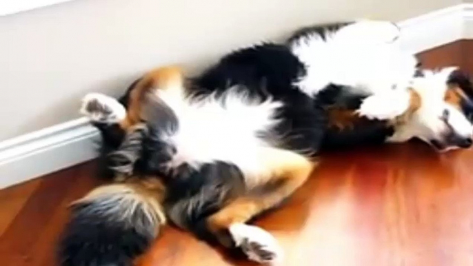 Amzing Sleeping Style Cats and Dogs