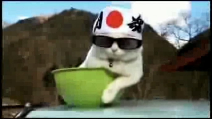 Funny Cats Compilation [Most See] Funny Cat Videos Ever