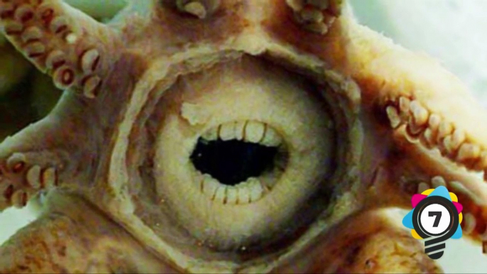 10 CREEPIEST Looking New Creatures