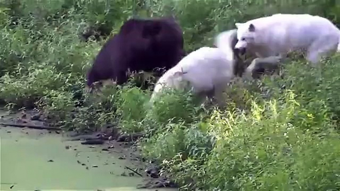 Big animal fights - natures heavyweights face off!