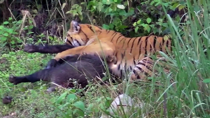 Tiger vs Boar - Wild Animal Attacks Fights to Death Videos