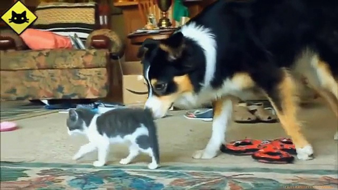 FUNNY CAST  Funny Cats  Funny Dogs  Dogs Love Kittens  Funny Animals  Funny Cat Videos