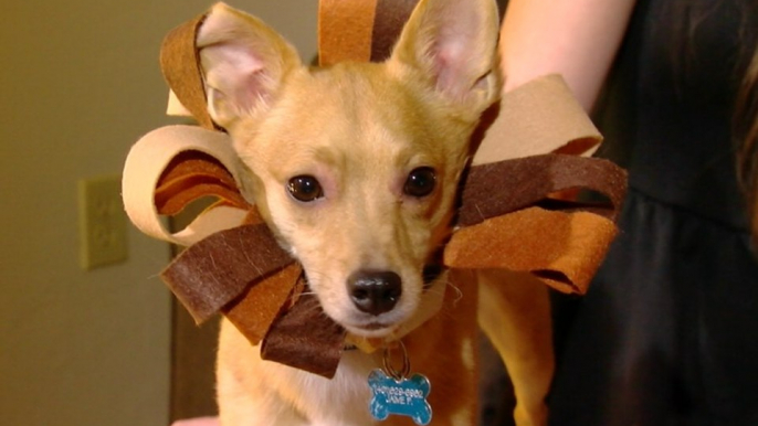 3 Easy & Inexpensive DIY Pet Halloween Costumes