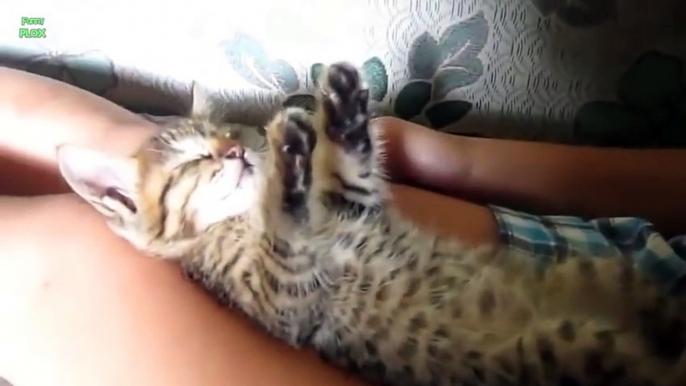 Funny Cats in Weird Sleeping Positions - Funny Kitty Cats, Funny Pets, Funniest Animals