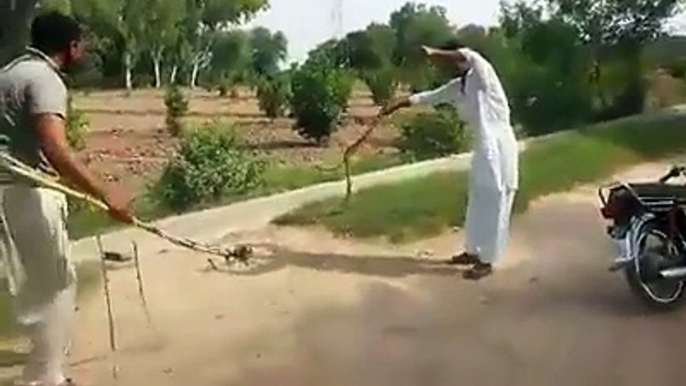 punjabi man caught angry snake