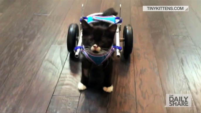 Ce Chaton handicapé peu marcher grace à un mini fauteuil roulant... Trop mignon