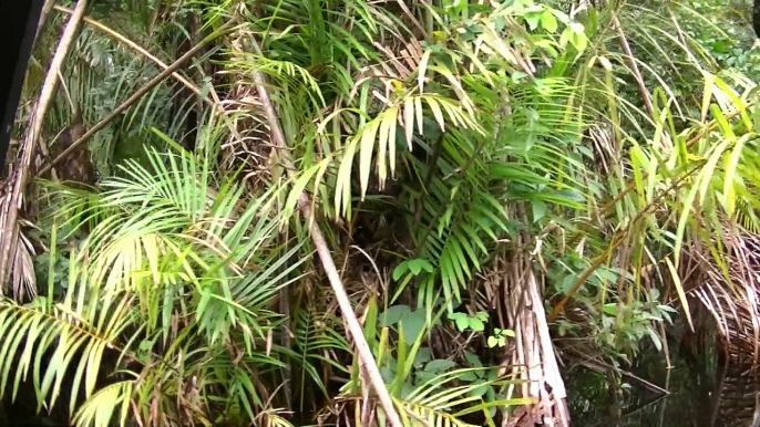 TORTUGUERO CANALS COSTA RICA