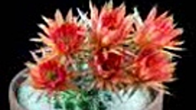 Time-Lapse: Beautiful Cacti Bloom Before Your Eyes - National Geographic Documentary