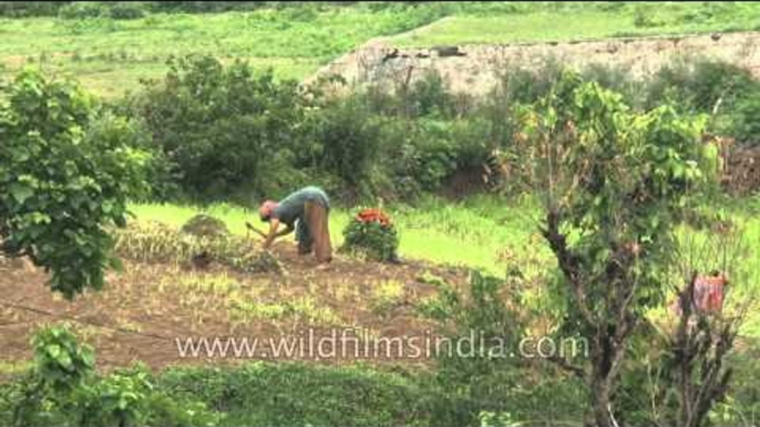 Women Farmers manually till fields in the middle Himalaya