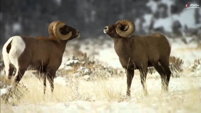 YELLOWSTONE - WINTER und WILDNIS [DOKUMENTATION] [HD] [REPORTAGE] 2015