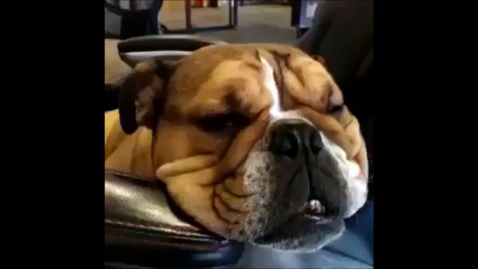 Adorable dog snoring and dreaming at the same time