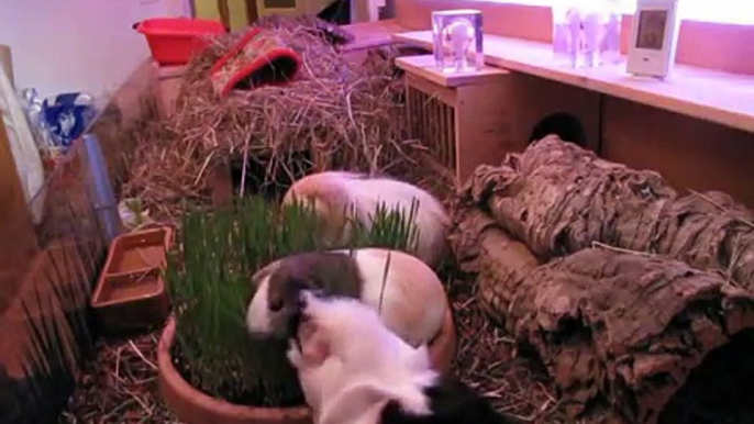 Katzengras zum Abendessen - my guinea pigs get some cat grass for dinner