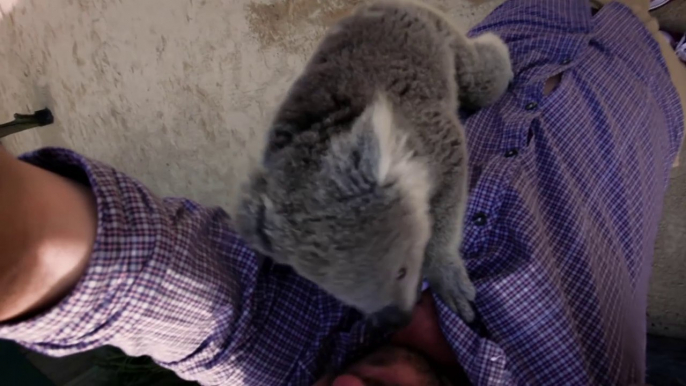 Un Koala curieux grimpe sur un cameraman pour lui faire un calin.... Trop mignon!