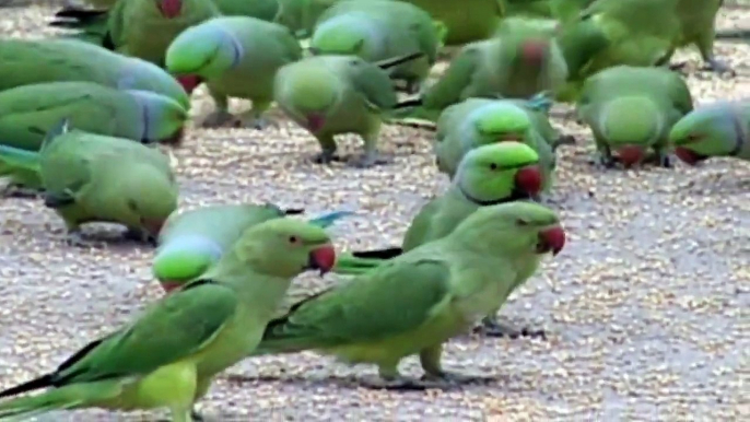 The Soft Green Beauty of Green Parrots