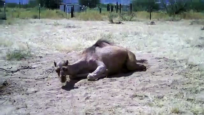 Camel - ship of the desert. Funny camel bathes in sand